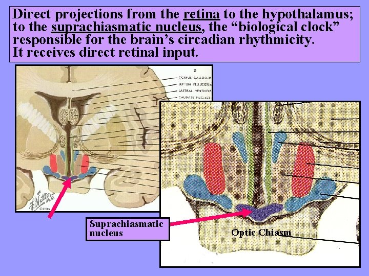 Direct projections from the retina to the hypothalamus; to the suprachiasmatic nucleus, the “biological