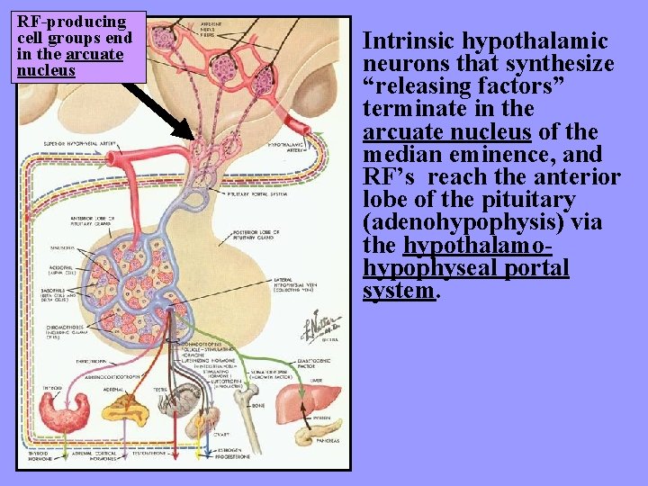 RF-producing cell groups end in the arcuate nucleus Intrinsic hypothalamic neurons that synthesize “releasing