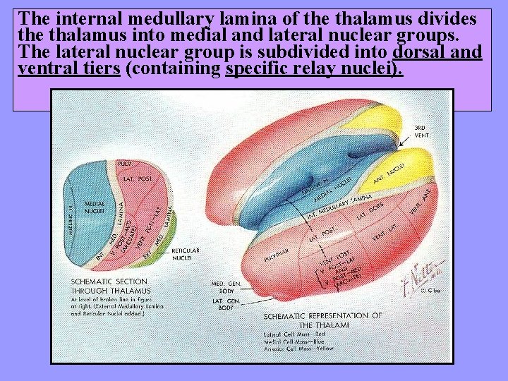 The internal medullary lamina of the thalamus divides the thalamus into medial and lateral