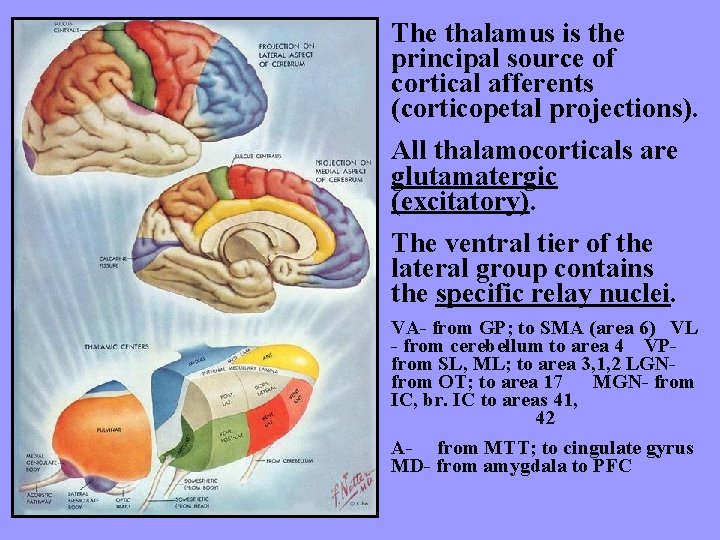 The thalamus is the principal source of cortical afferents (corticopetal projections). All thalamocorticals are