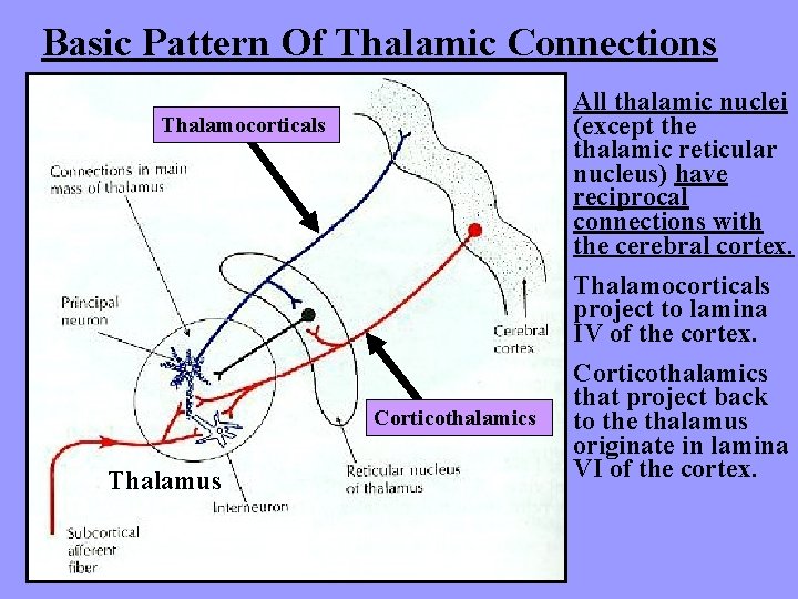 Basic Pattern Of Thalamic Connections Thalamocorticals Corticothalamics Thalamus All thalamic nuclei (except the thalamic