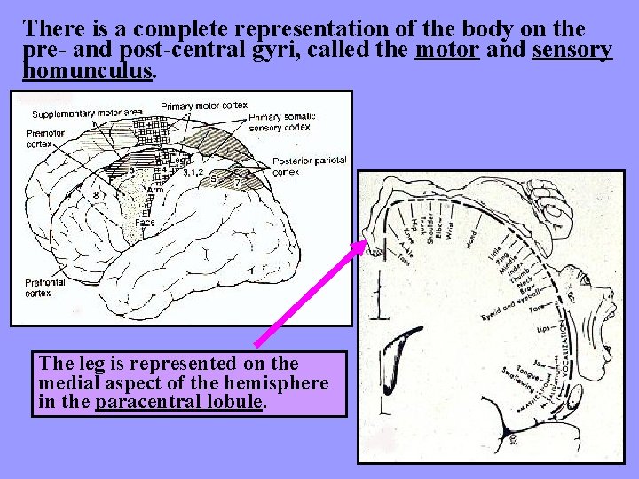 There is a complete representation of the body on the pre- and post-central gyri,