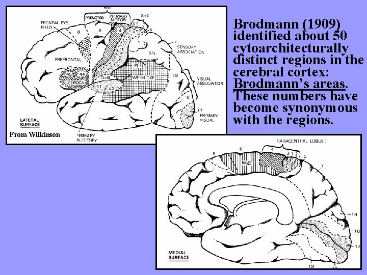 Brodmann (1909) identified about 50 cytoarchitecturally distinct regions in the cerebral cortex: Brodmann’s areas.