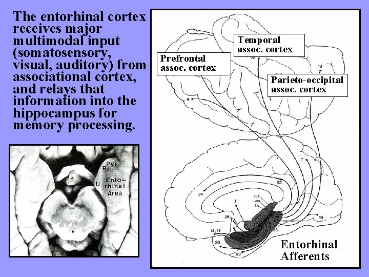 The entorhinal cortex receives major multimodal input (somatosensory, visual, auditory) from associational cortex, and