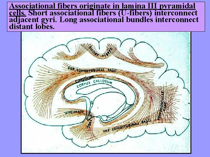 Associational fibers originate in lamina III pyramidal cells. Short associational fibers (U-fibers) interconnect adjacent