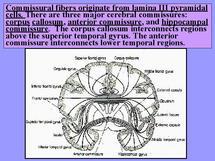 Commissural fibers originate from lamina III pyramidal cells. There are three major cerebral commissures: