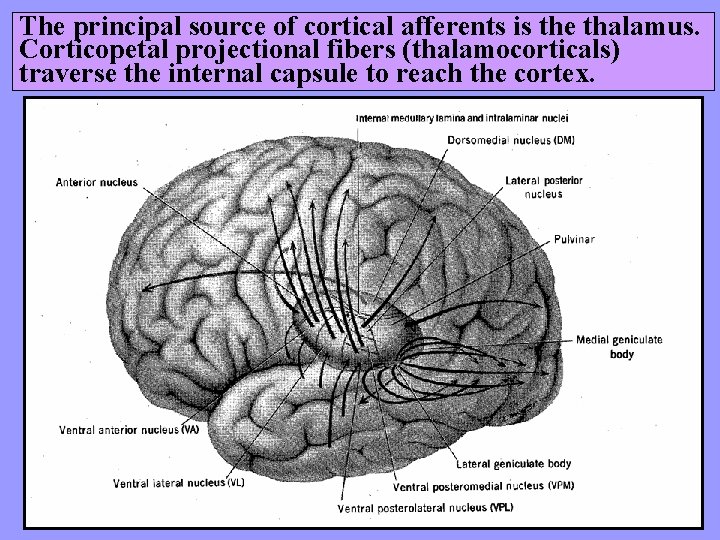 The principal source of cortical afferents is the thalamus. Corticopetal projectional fibers (thalamocorticals) traverse