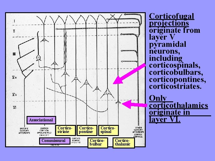 Corticofugal projections originate from layer V pyramidal neurons, including corticospinals, corticobulbars, corticopontines, corticostriates. Only