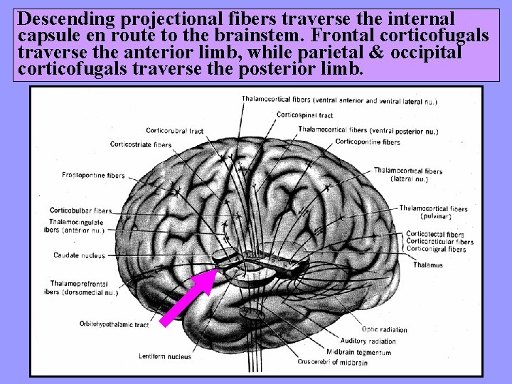 Descending projectional fibers traverse the internal capsule en route to the brainstem. Frontal corticofugals