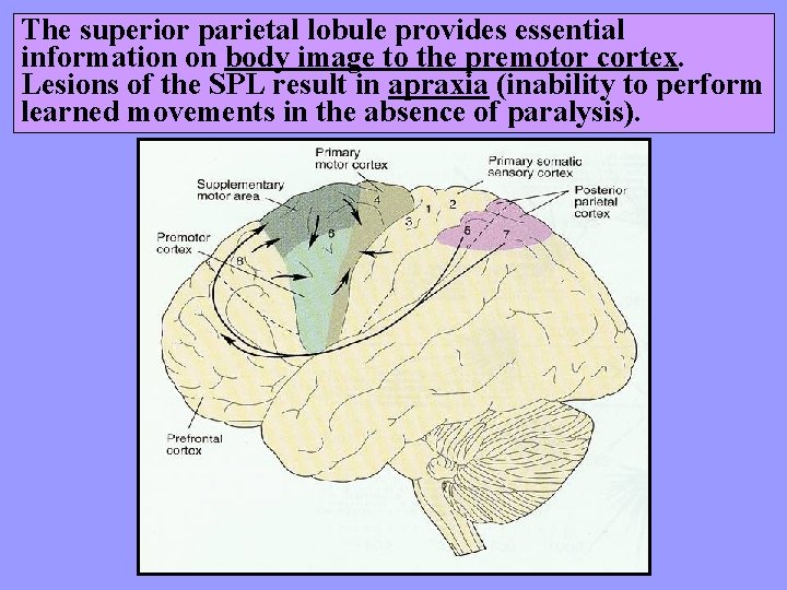 The superior parietal lobule provides essential information on body image to the premotor cortex.