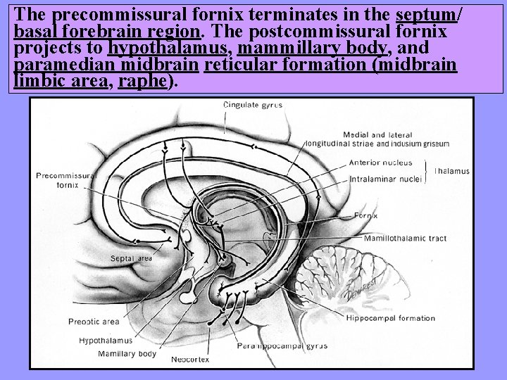The precommissural fornix terminates in the septum/ basal forebrain region. The postcommissural fornix projects