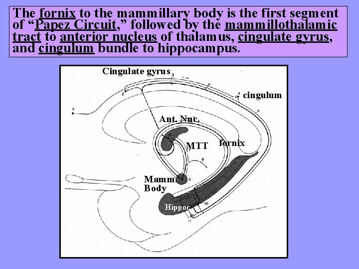 The fornix to the mammillary body is the first segment of “Papez Circuit, ”