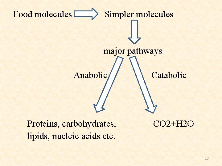 Food molecules Simpler molecules major pathways Anabolic Proteins, carbohydrates, lipids, nucleic acids etc. Catabolic