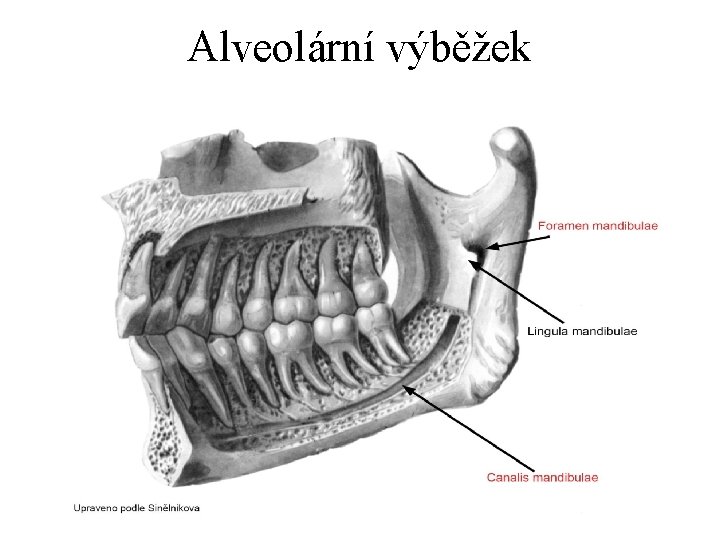 Alveolární výběžek 