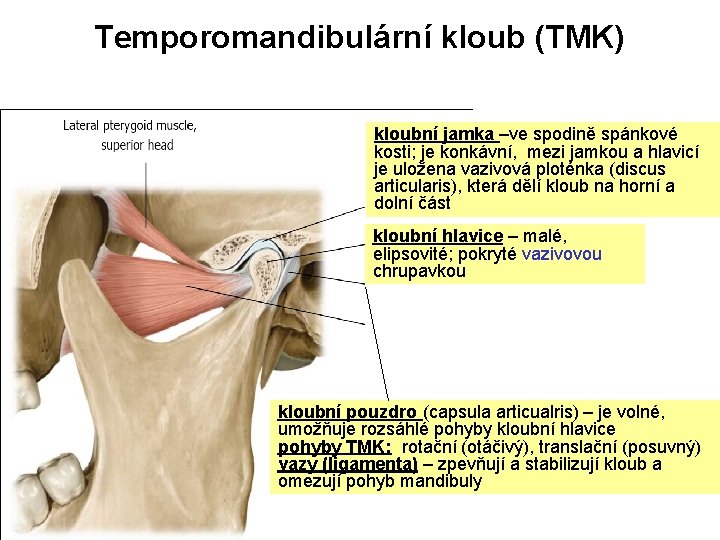 Temporomandibulární kloub (TMK) kloubní jamka –ve spodině spánkové kosti; je konkávní, mezi jamkou a