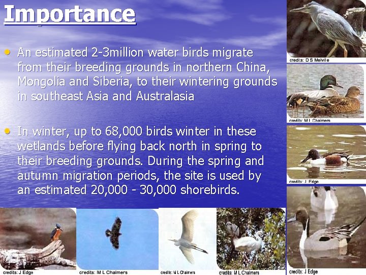 Importance • An estimated 2 -3 million water birds migrate from their breeding grounds