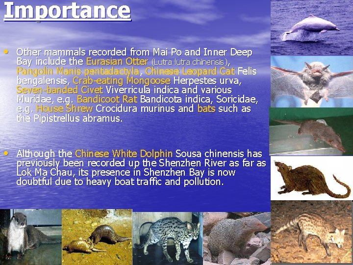 Importance • Other mammals recorded from Mai Po and Inner Deep Bay include the