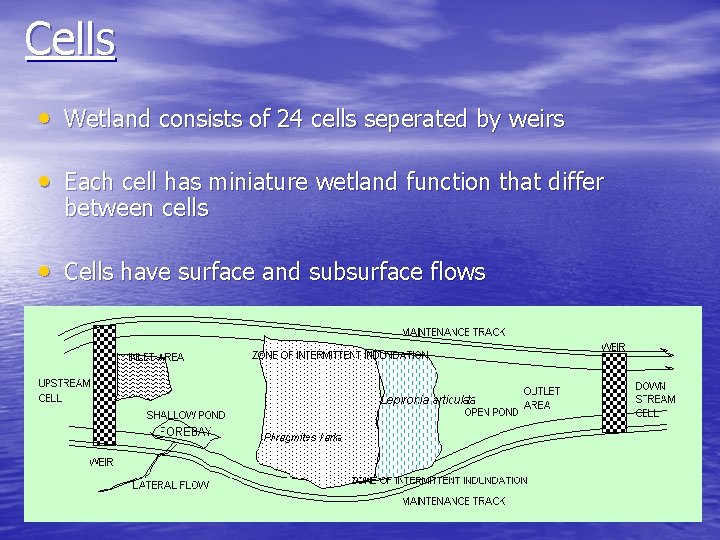 Cells • Wetland consists of 24 cells seperated by weirs • Each cell has