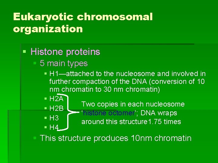 Eukaryotic chromosomal organization § Histone proteins § 5 main types § H 1—attached to