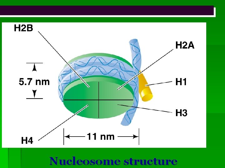 Nucleosome structure 