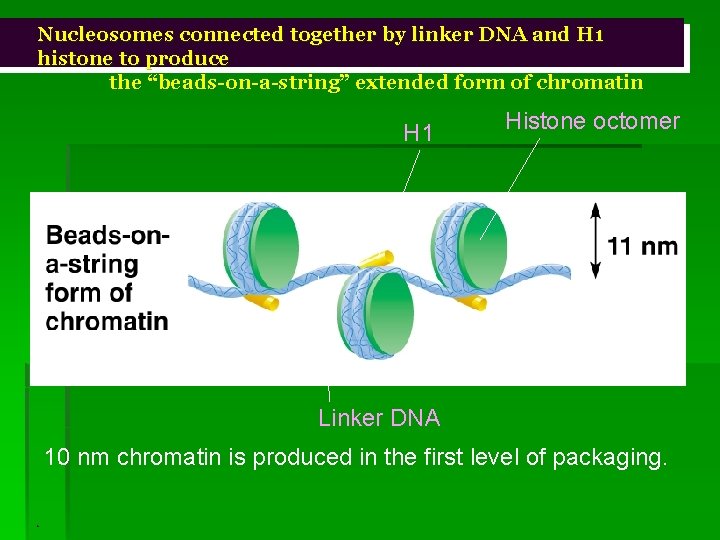 Nucleosomes connected together by linker DNA and H 1 histone to produce the “beads-on-a-string”