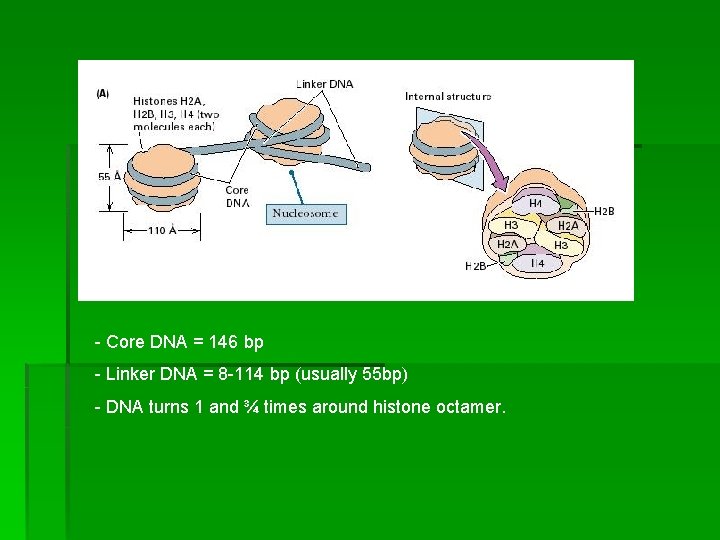 - Core DNA = 146 bp - Linker DNA = 8 -114 bp (usually
