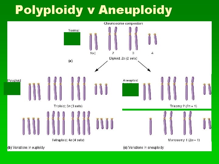 Polyploidy v Aneuploidy 