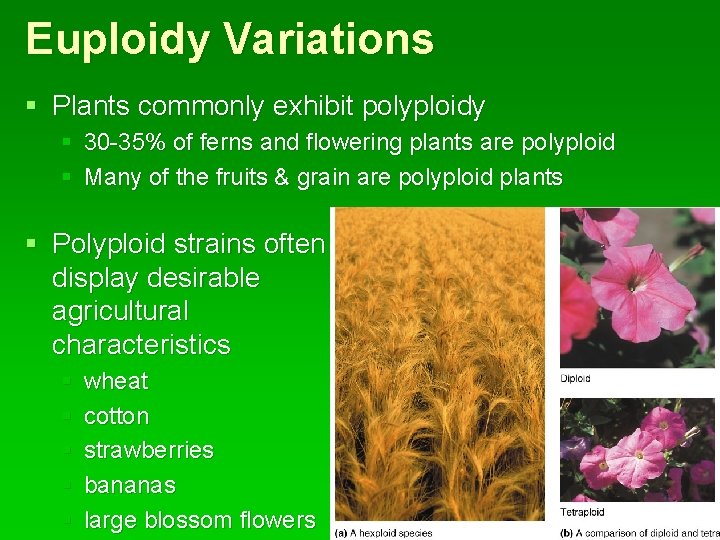 Euploidy Variations § Plants commonly exhibit polyploidy § 30 -35% of ferns and flowering