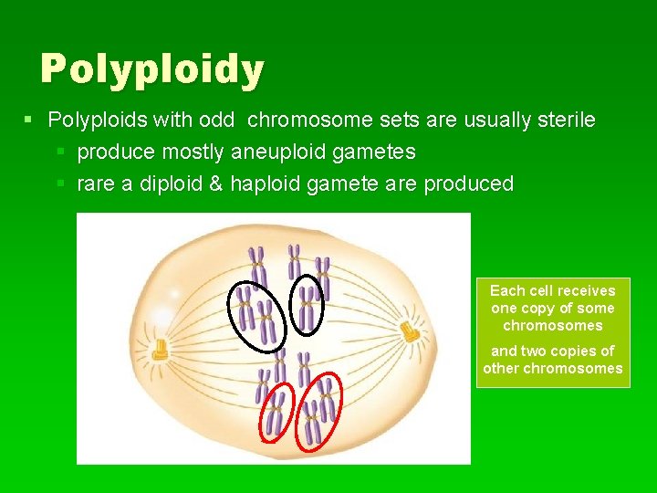 Polyploidy § Polyploids with odd chromosome sets are usually sterile § produce mostly aneuploid