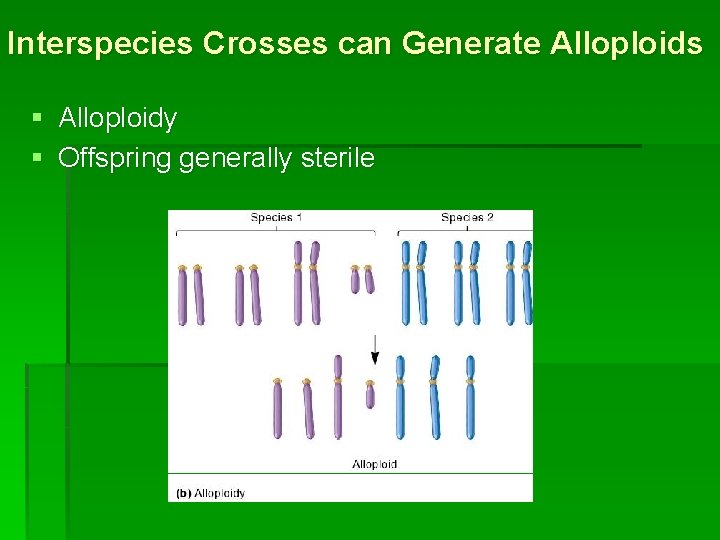 Interspecies Crosses can Generate Alloploids § Alloploidy § Offspring generally sterile 