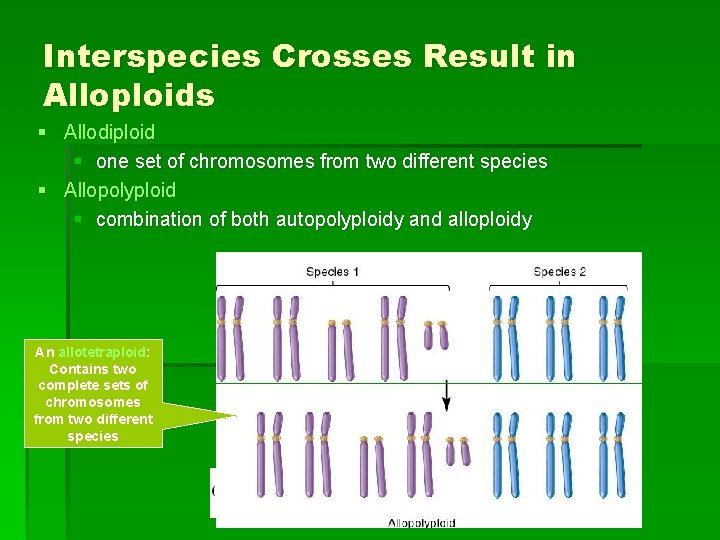 Interspecies Crosses Result in Alloploids § Allodiploid § one set of chromosomes from two