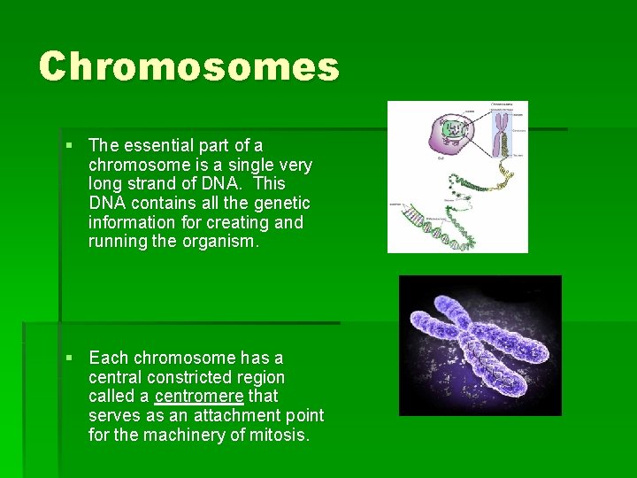 Chromosomes § The essential part of a chromosome is a single very long strand