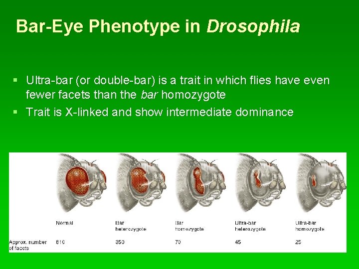 Bar-Eye Phenotype in Drosophila § Ultra-bar (or double-bar) is a trait in which flies