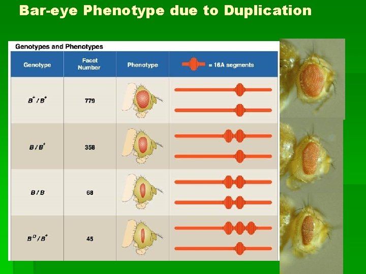 Bar-eye Phenotype due to Duplication 