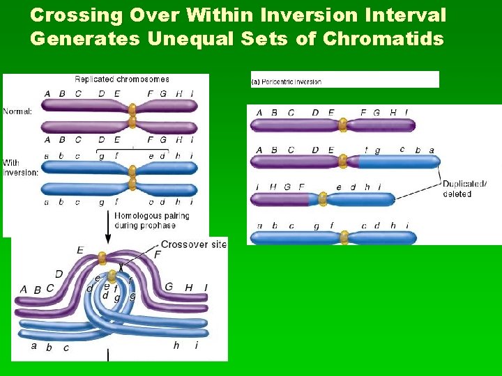 Crossing Over Within Inversion Interval Generates Unequal Sets of Chromatids 