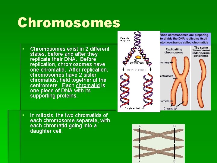 Chromosomes § Chromosomes exist in 2 different states, before and after they replicate their