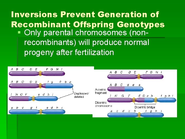 Inversions Prevent Generation of Recombinant Offspring Genotypes § Only parental chromosomes (nonrecombinants) will produce