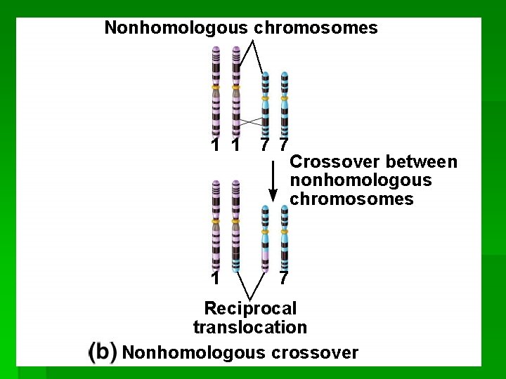 Nonhomologous chromosomes Fig. 8. 13 b(TE Art) 1 1 1 7 7 Crossover between