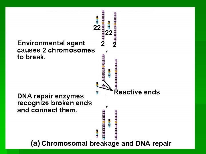 Fig. 8. 13 a(TE Art) 22 22 Environmental agent 2 causes 2 chromosomes to