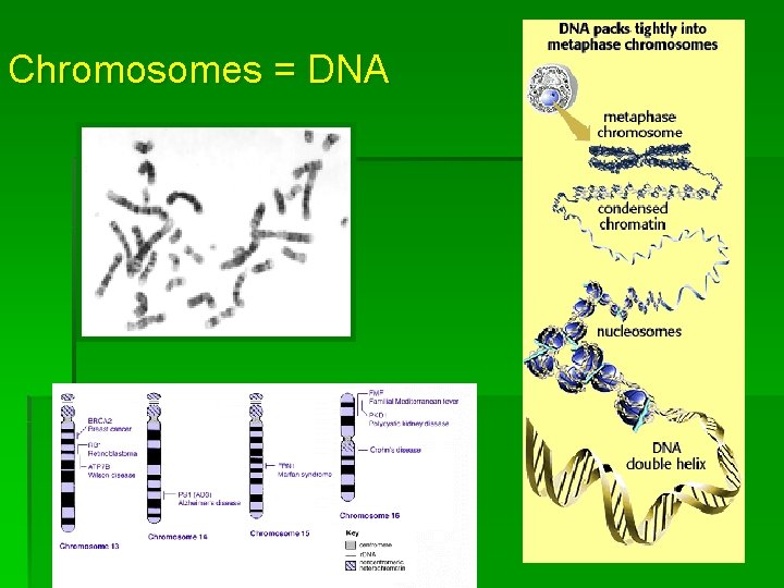 Chromosomes = DNA 