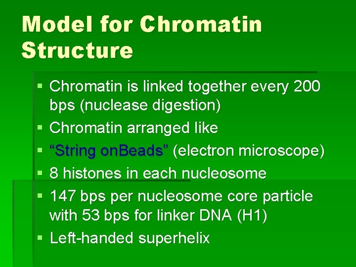 Model for Chromatin Structure § Chromatin is linked together every 200 bps (nuclease digestion)