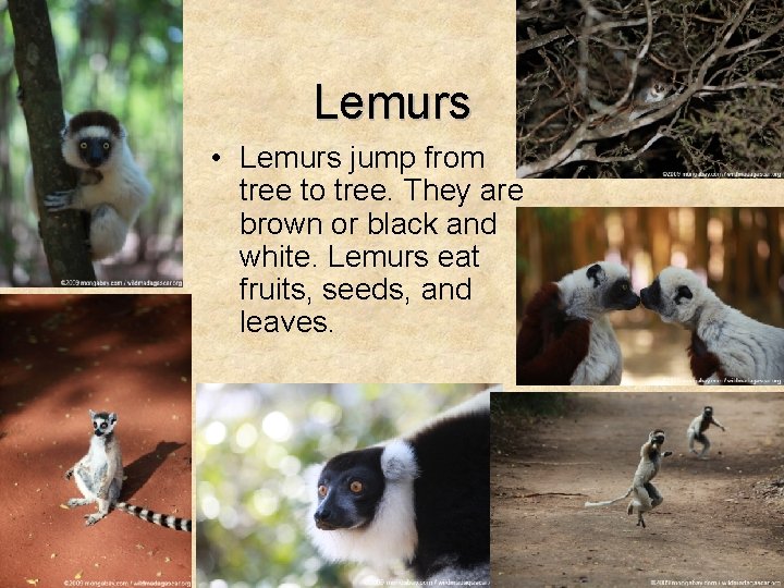 Lemurs • Lemurs jump from tree to tree. They are brown or black and