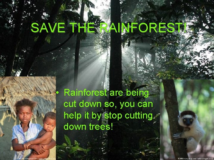 SAVE THE RAINFOREST! • Rainforest are being cut down so, you can help it