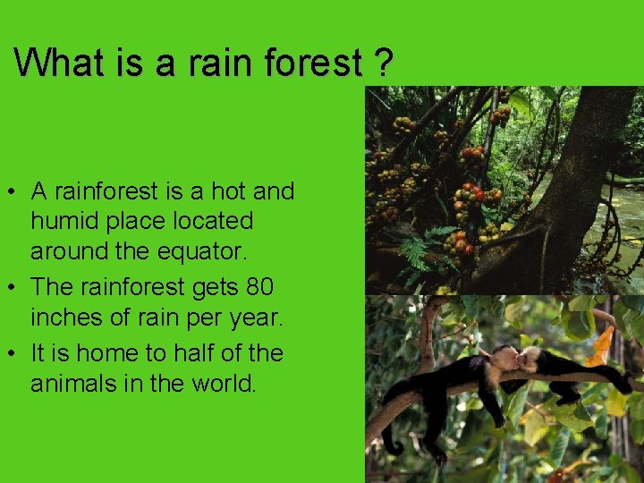 What is a rain forest ? • A rainforest is a hot and humid