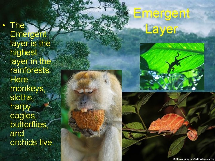  • The Emergent layer is the highest layer in the rainforests. Here monkeys,