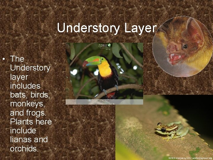 Understory Layer • The Understory layer includes bats, birds, monkeys, and frogs. Plants here