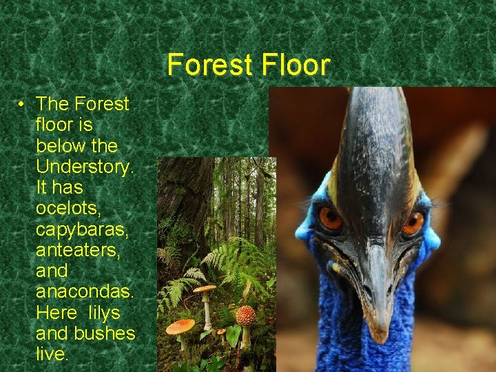 Forest Floor • The Forest floor is below the Understory. It has ocelots, capybaras,