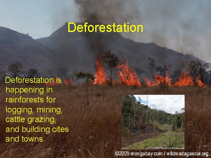 Deforestation is happening in rainforests for logging, mining, cattle grazing, and building cites and