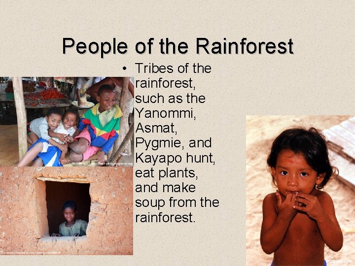 People of the Rainforest • Tribes of the rainforest, such as the Yanommi, Asmat,