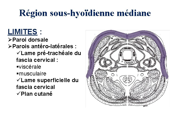 Région sous-hyoïdienne médiane LIMITES : ØParoi dorsale ØParois antéro-latérales : üLame pré-trachéale du fascia